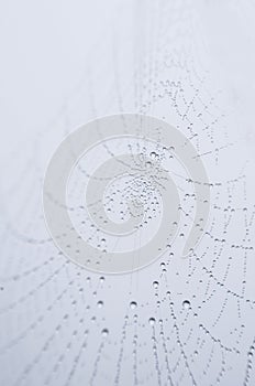 Waterdrops on spider web