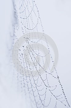 Waterdrops on spider web