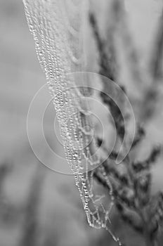 Waterdrops on spider web