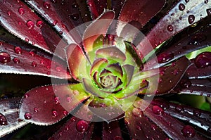 Waterdrops on a succulent