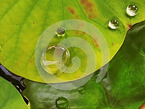 waterdrops on waterlily leaf