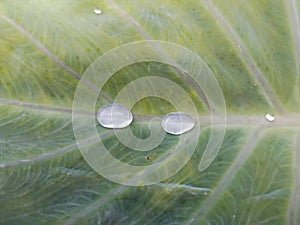 A waterdrops on yam leaf.