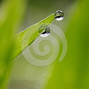 Waterdrops on young leaf