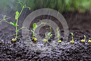 Watered green peas sprouts, seedlings growing in the soil under water drops
