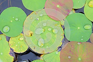 Watered Lily Pads