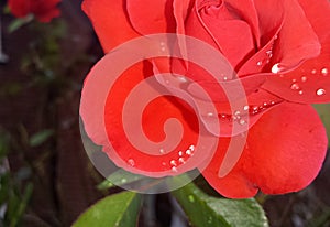 Watered pink rose