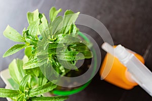 Watered stevia plant with the pulverizer on the background - Image