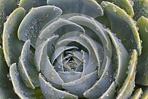 Watered Succulent