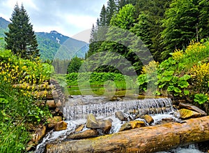 Waterfall and alpine vegetation in the Carpathian Mountains of Romania.