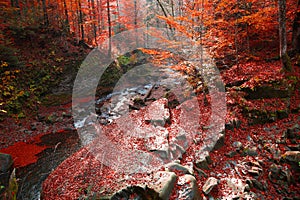 Waterfall in the autumn beech forest