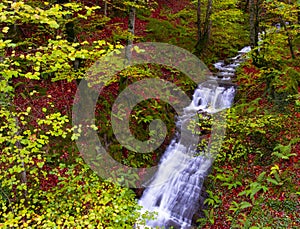 Waterfall among beech forest in the Sierra de Aralar, Gipuzkoa