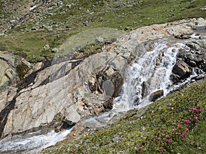 Waterfall cascade at wild Freigerbach stream with rocks, green meadow and blooming alpenrose, Rhododendron ferrugineum