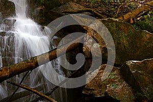 A waterfall crossed by a tree