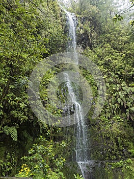 Waterfall in dense tropical laurel forest vegetation with ferns, moss and stones at Levada Caldeirao Verde and Caldeirao photo