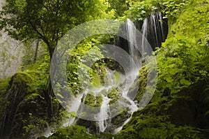 Waterfall and dense vegetation in green forest