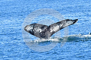 Waterfall from a diving whale`s Tail