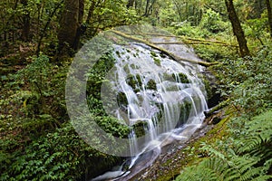 The waterfall at Doi-intanon nation park.