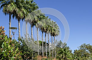 Waterfall Duden at Antalya, Turkey - nature travel background, amazingly beautiful row of palm trees