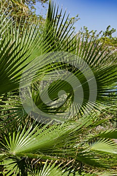 Waterfall Duden at Antalya, Turkey - nature travel background large palm leaves on a sunny day