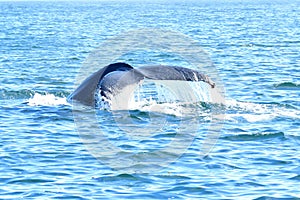 Waterfall from a diving whale`s Tail