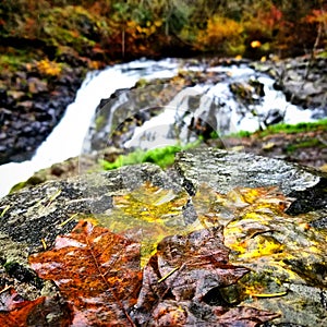 Waterfall falling leaf