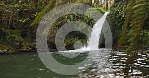 Waterfall with ferns and gren forest flowing into pond with clean mountain water