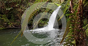 Waterfall with ferns and gren forest flowing into pond with clean mountain water