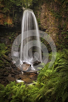 Waterfall and ferns at Melincourt