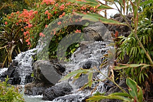 Waterfall and flowers, Oahu,Hawaii