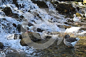 Waterfall flows, ducks are resting in the lake