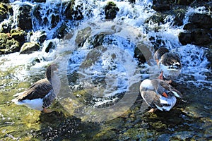Waterfall flows, ducks are resting in the lake