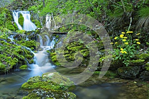 Waterfall in the forest. Landscape whit forest, flowers and waterfall.