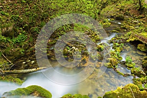 Waterfall in the forest. Landscape whit forest, flowers and waterfall.