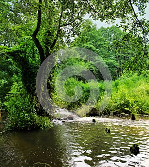Waterfall in forest river.