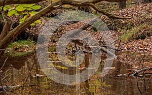 Stream in the forest