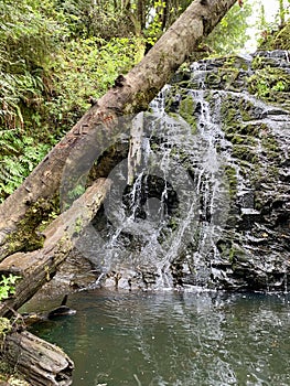Waterfall in the Forest