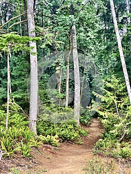 Waterfall in the Forest