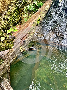Waterfall in the Forest
