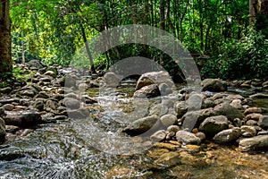 Bulgaria, Forest, River, Stream - Body of Water, Water