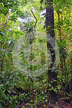 Waterfall Jaco Costa Rica, Trail views, Catarastas Valle Encantado - Hidden waterfall surrounded by green trees in the jungle. photo