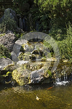 Waterfall in Japanese garden with fish