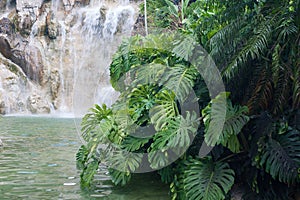 Waterfall in the Jardin Botanique de Deshaies, Guadeloupe island photo