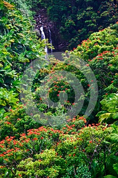 Waterfall in jungle of Hawaii