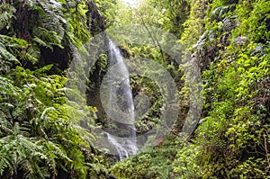 Waterfall of Los Tilos on La Palma