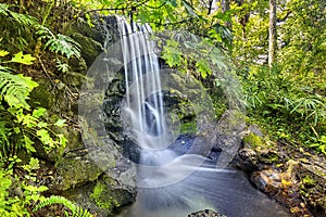 Waterfall In A Lush Forest