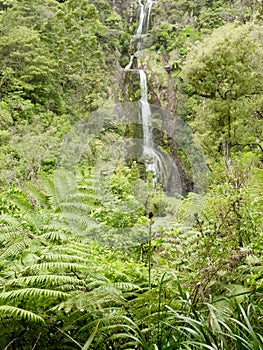 Waterfall in lush Forest Waitakere, New Zealand photo