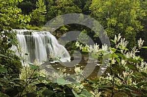 Waterfall with lush green trees and flowers