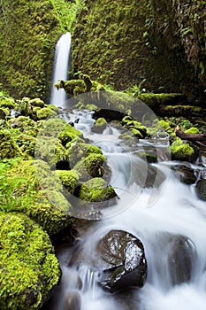 Waterfall in lush rainforest, Columbia River Gorge, Orego