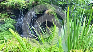 Waterfall with the mist in tropical garden at home, fern and moss in forest garden, green nature background, Selective focus. Arti