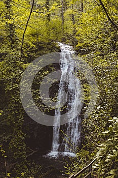 Waterfall in the mountain forest. Untouched wild nature.